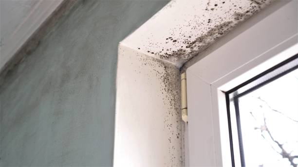 Best Attic Mold Remediation in California, PA